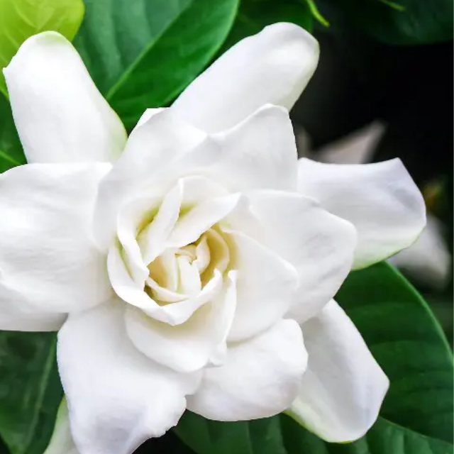 Aromas para vela